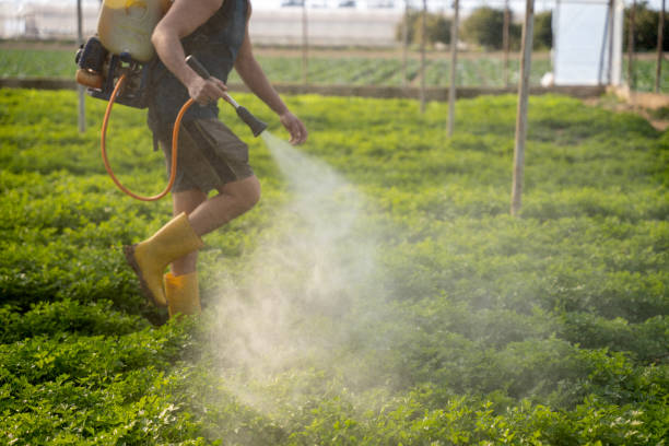 Best Local Pest Control Services  in Cienega Springs, AZ