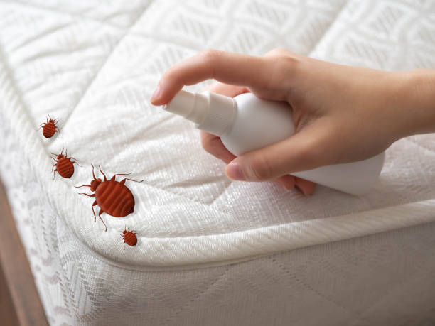 Best Pest Prevention Services  in Cienega Springs, AZ